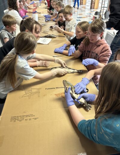Students wearing protective gloves sit along a long table covered with paper. Some of the students are holding fish while waiting for dissecting instructions.